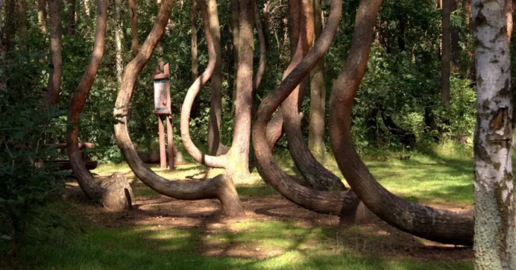 Crooked Forest 01