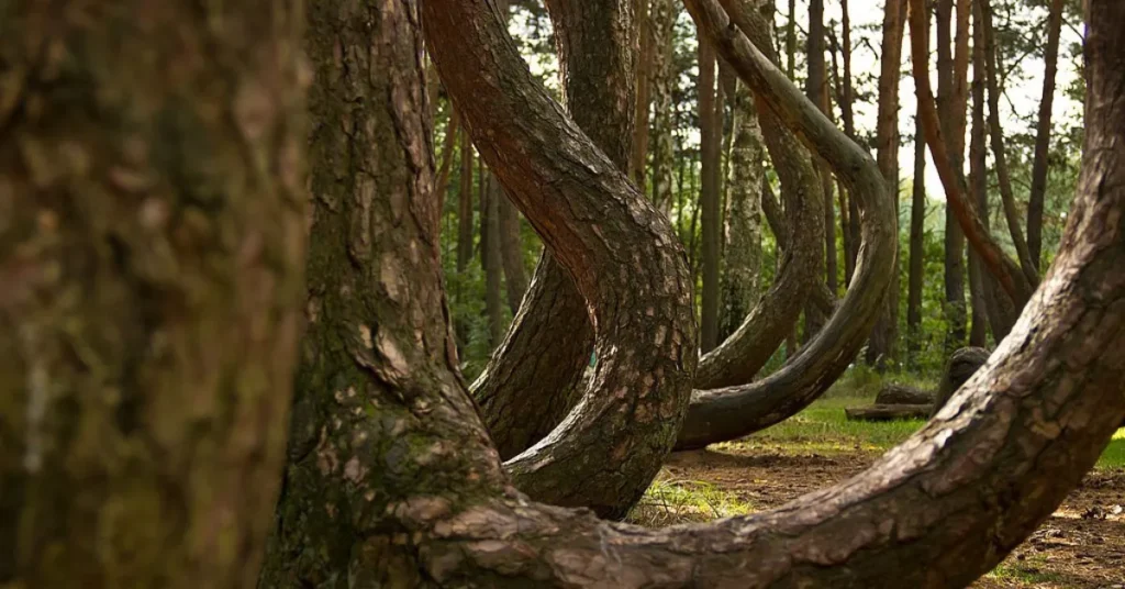 Crooked Forest 02