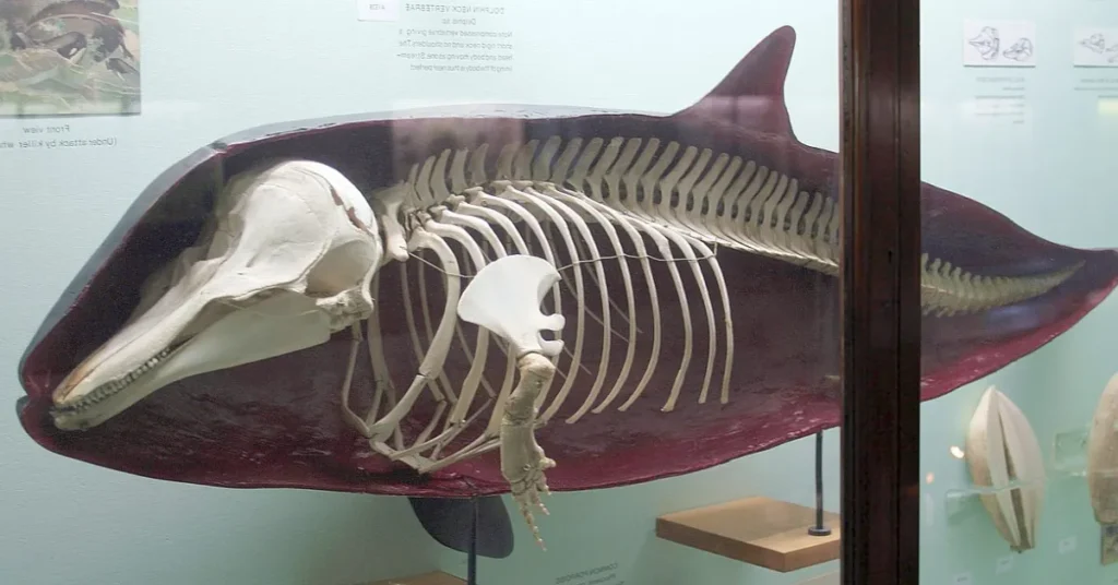 Dolphin Skin Skeleton