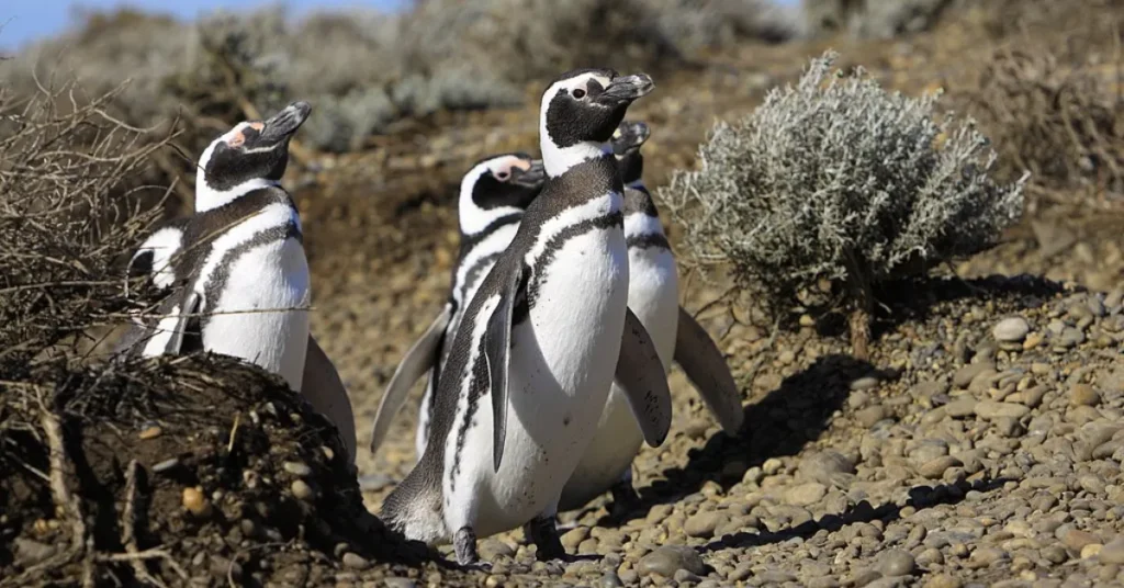 Extraordinary Poop Powers of Penguins 01