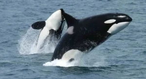 Two Killer Whales