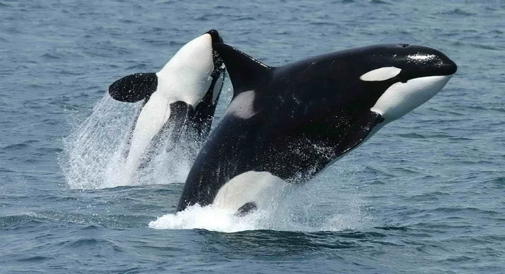 Two Killer Whales