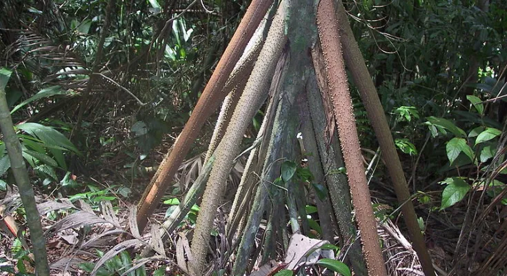 The Walking Palm tree scientifically known as Socratea exorrhiza