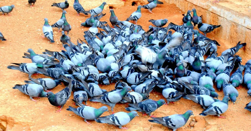 A group of pigeons
