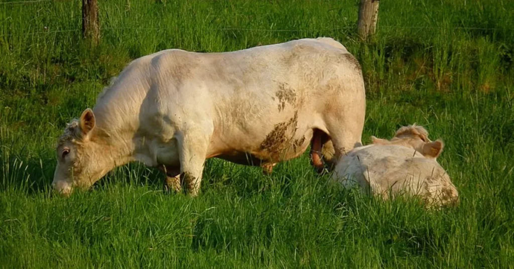 Charolais bull grazing