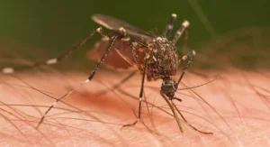 Female Mosquito Bite