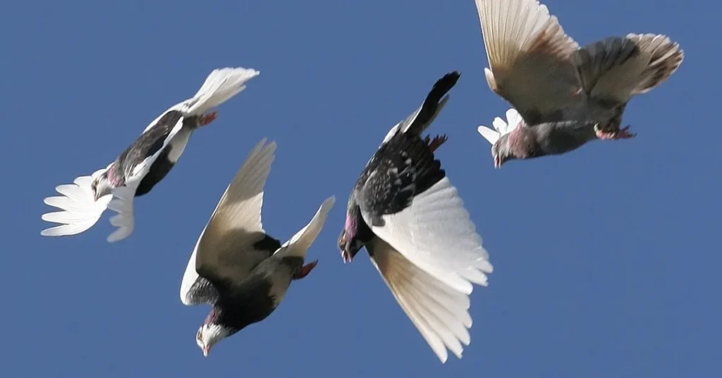 Pigeon in flight 01
