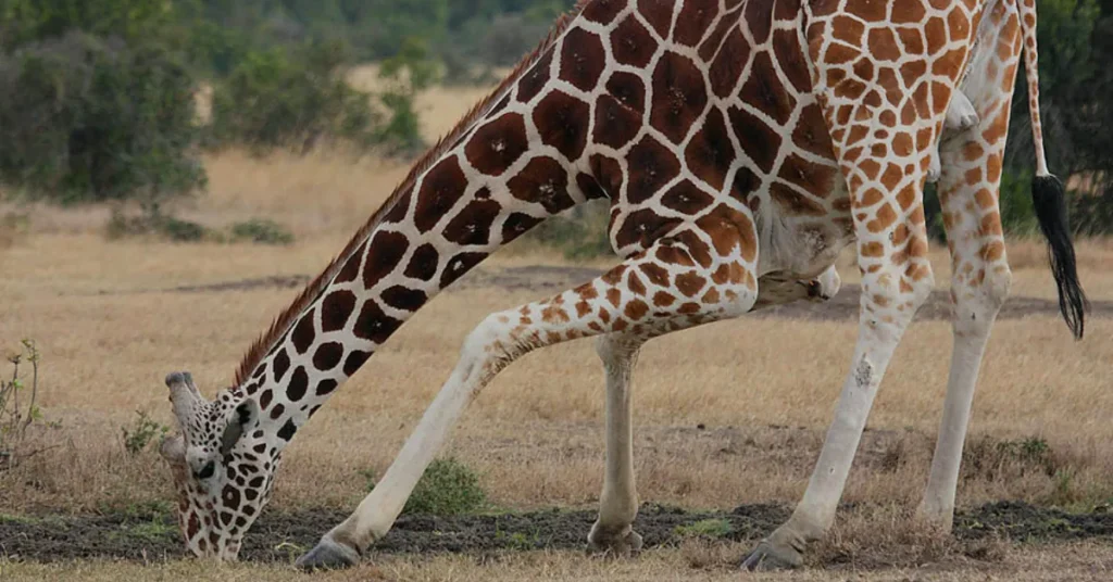 Reticulated Giraffe drinking